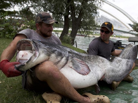 Lyon : un poisson g&eacute;ant p&ecirc;ch&eacute; dans le Rh&ocirc;ne