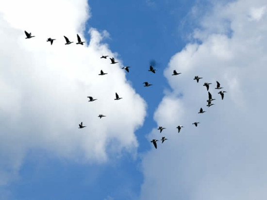 Rhône : un week-end pour observer la migration des oiseaux