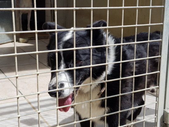 La SPA de Lyon-Marennes face à la canicule… et aux abandons - VIDEO La SPA de Lyon-Marennes face à la canicule… et aux abandons - VIDEO