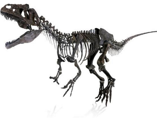Le squelette d’une nouvelle espèce de dinosaure exposé à Lyon !