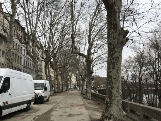 Grande opération d'abattage de platanes à Lyon
