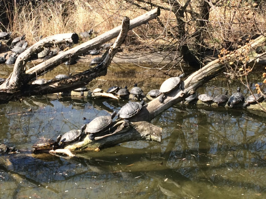 La date d’apparition des animaux à sang chaud découverte par des chercheurs lyonnais