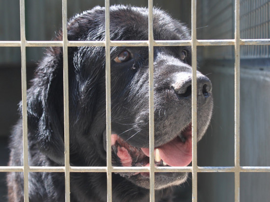 Les Rhônalpins, vice-champions de France de la garde d’animaux !