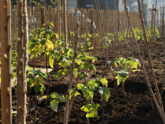 Des vergers urbains vont voir le jour à Lyon !