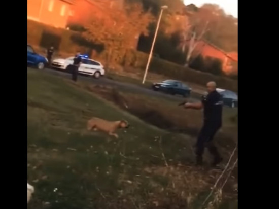 Chien abattu par la police : la récupération du Bastion Social de Lyon