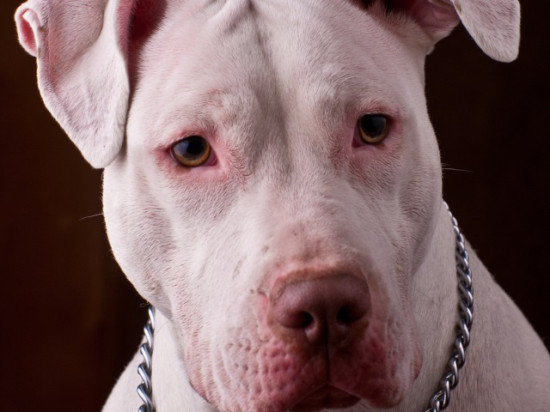 Lyon : le pitbull sauve une grand-mère victime d'un malaise Lyon : le pitbull sauve une grand-mère victime d'un malaise