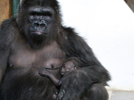 Le bébé gorille du zoo de St Martin la Plaine tué accidentellement par son père