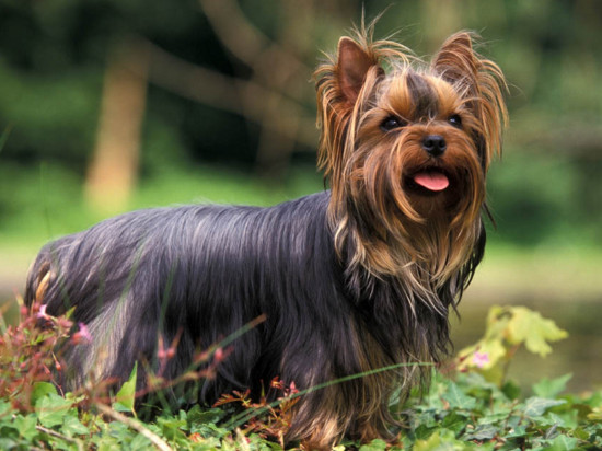 Pierre-Bénite : après la mort de sa chienne, elle agresse la vétérinaire