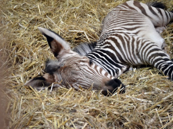 Lyon : un zébron voit le jour au zoo du Parc de la Tête d'Or
