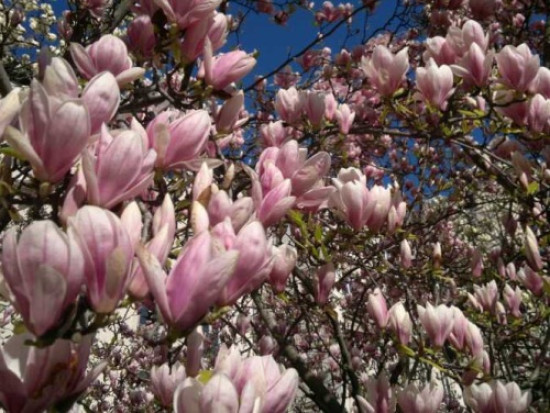 La place Bellecour transform&eacute;e en jardin g&eacute;ant
