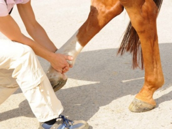 Lyon : après les éléphants, la mobilisation pour "Noëla Courageuse" la jument Lyon : après les éléphants, la mobilisation pour "Noëla Courageuse" la jument