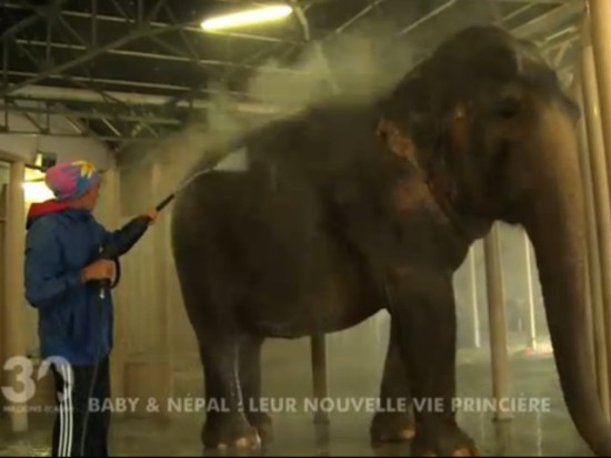 Stéphanie de Monaco se confie sur son quotidien avec Baby et Nepal Stéphanie de Monaco se confie sur son quotidien avec Baby et Nepal