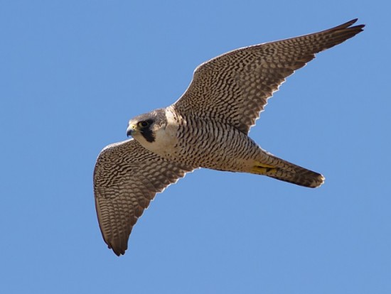 Quatre faucons pèlerins naissent dans un nichoir à la Part-Dieu