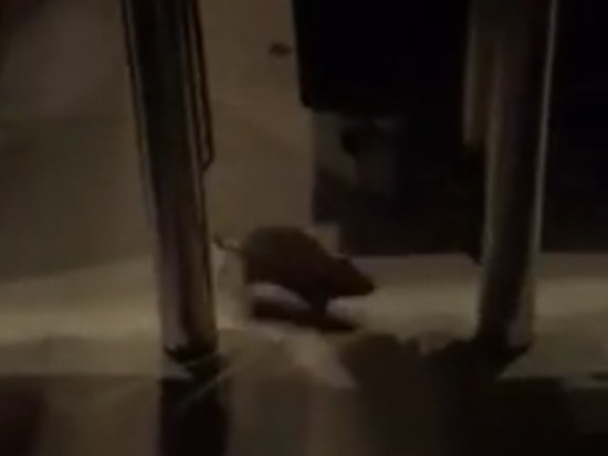 Lyon : un rat, filmé dans le Mc Do Bellecour, affole Internet