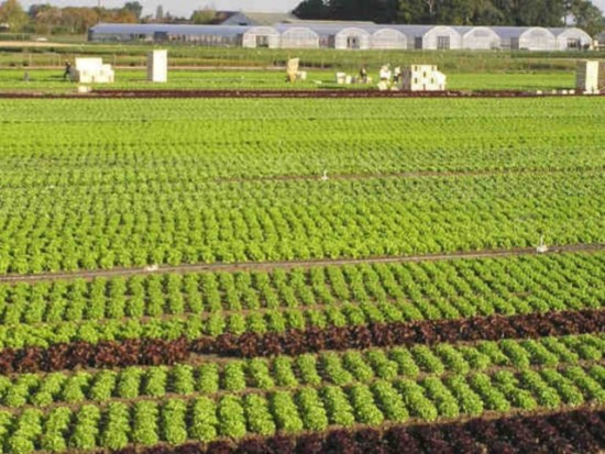 Vague de froid : le prix des légumes va exploser à Lyon!