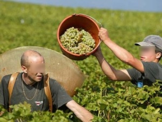 Recrutement pour les vendanges