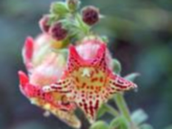 Une floraison rarissime au jardin botanique de Lyon Une floraison rarissime au jardin botanique de Lyon