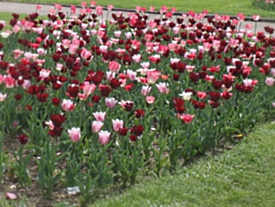 V&eacute;nissieux r&eacute;compens&eacute;e pour ses espaces verts