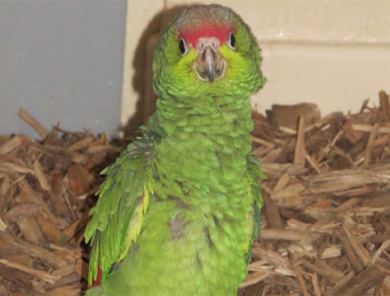 Lyon : naissances rares de trois Amazones de l’Equateur au parc de la Tête d’Or