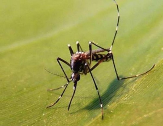 Cas de dengue à Lyon : aucune inquiétude à avoir