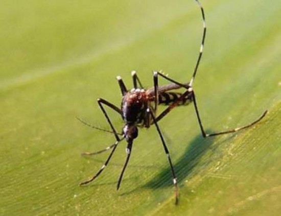 Moustique-tigre : le niveau 1 déclenché dans le Rhône