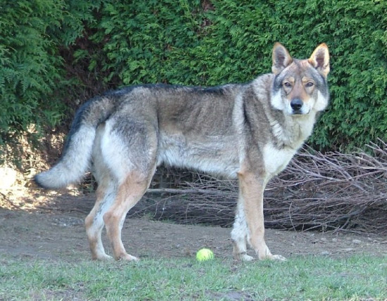 Le "loup" aperçu près de Lyon n’en était évidemment pas un