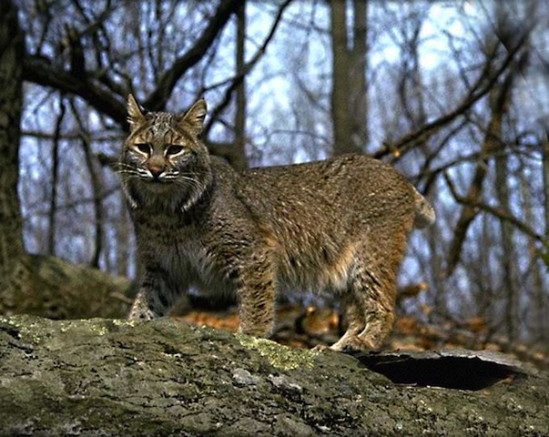 Il y a un lynx dans le département du Rhône
