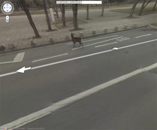 Rh&ocirc;ne: 2500 collisions entre des automobilistes et la faune chaque ann&eacute;e