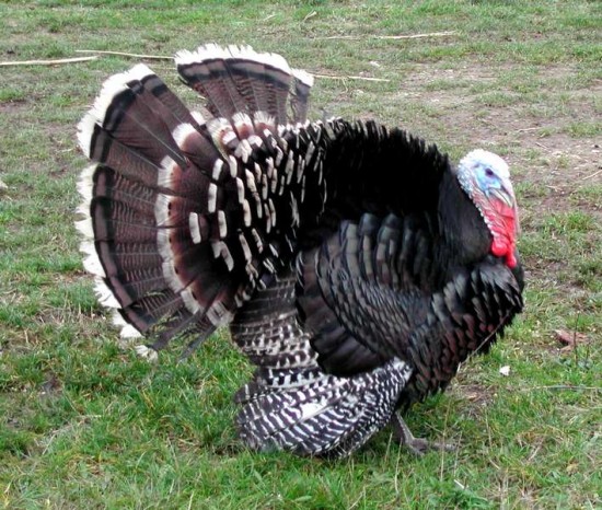Une habitante de St-Fons égorge un dindon sur une aire d'autoroute