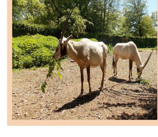 Une espèce mythique s'invite au Touroparc Zoo