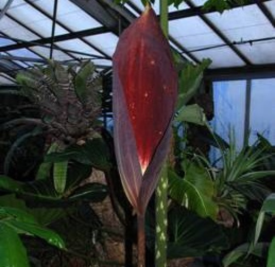 Une nouvelle floraison rarissime pour une fleur géante au jardin botanique de Lyon