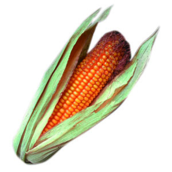 OGM : "Clarifier la situation"