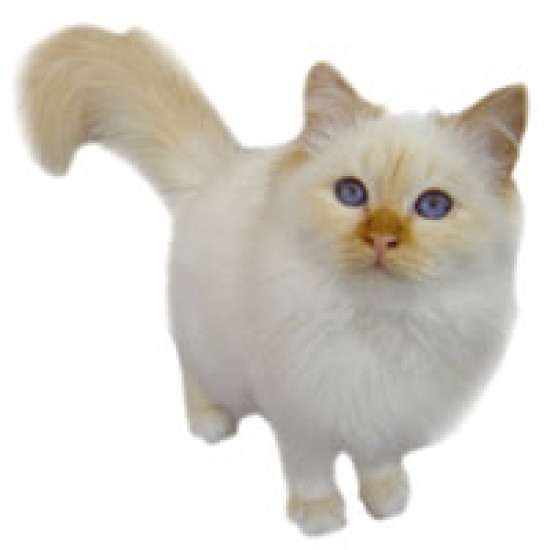 Mystérieuses disparitions de chats en Haute-Savoie