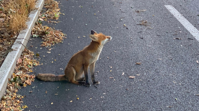 Après plusieurs morsures, le jeune renard pourrait être abattu à Tassin-la-Demi-Lune Après plusieurs morsures, le jeune renard pourrait être abattu à Tassin-la-Demi-Lune