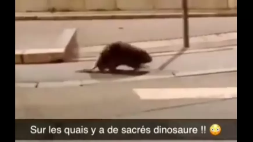 Les vidéos d’un castor dans les rues de Lyon font le buzz !