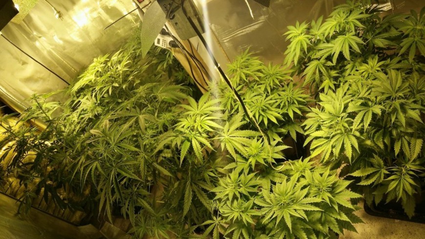 Le laboratoire lyonnais Boiron veut se lancer dans le cannabis th&eacute;rapeutique