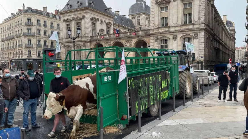 Lyon : agriculteurs, tracteurs, chevreaux et vaches devant la mairie pour dénoncer les menus sans viande