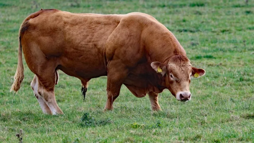 Un taureau s’échappe de son enclos près de Lyon : l'animal localisé