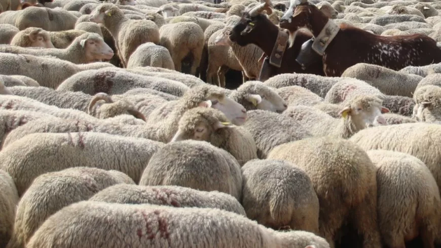 Une ferme illégale démantelée près de Lyon, une cinquantaine d'animaux pris en charge par la SPA
