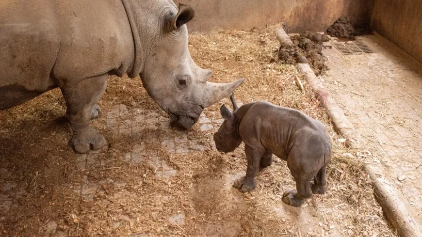 Naissance d’un bébé rhinocéros blanc au Safari de Peaugres !