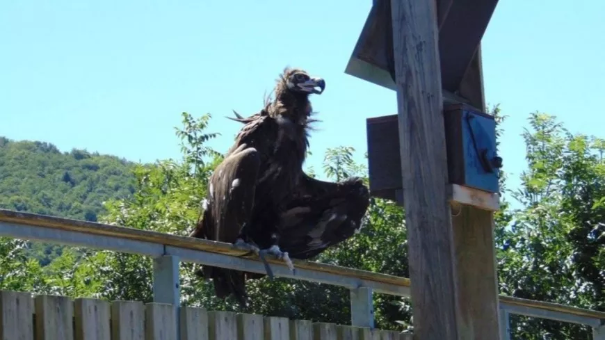 Près de Lyon : un vautour s’échappe du Parc de Courzieu