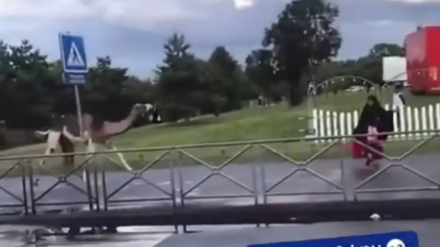 Dromadaire fou et silure de 2 mètres : quand les animaux font leur show à Lyon (VIDEOS)
