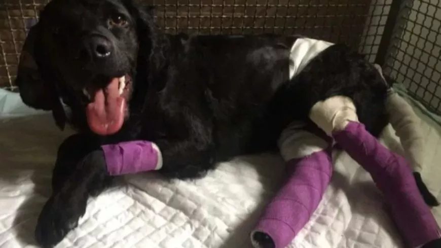 Près de Lyon : une cagnotte pour aider Roxy, une chienne miraculée après un accident de train