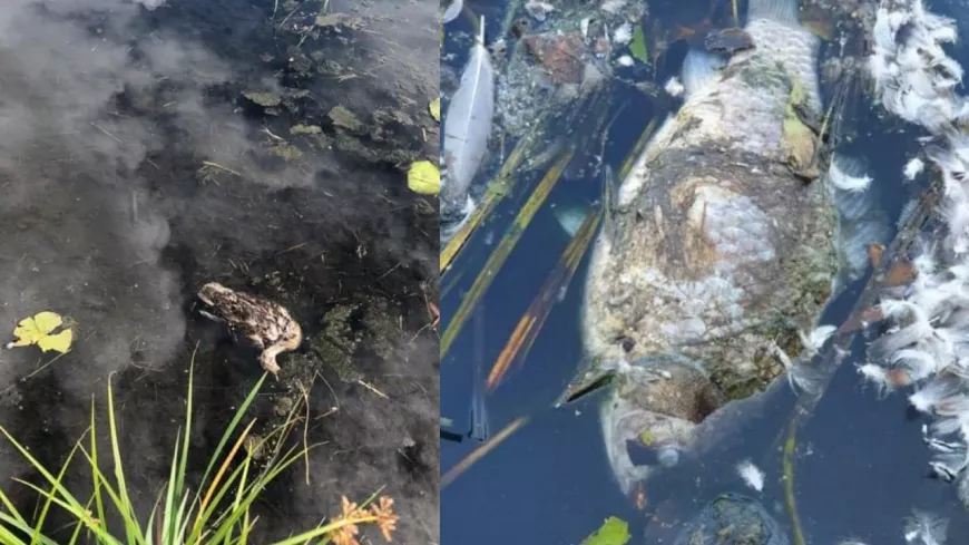 Lyon : les animaux d'un bassin de la Confluence tués par une algue invasive ?