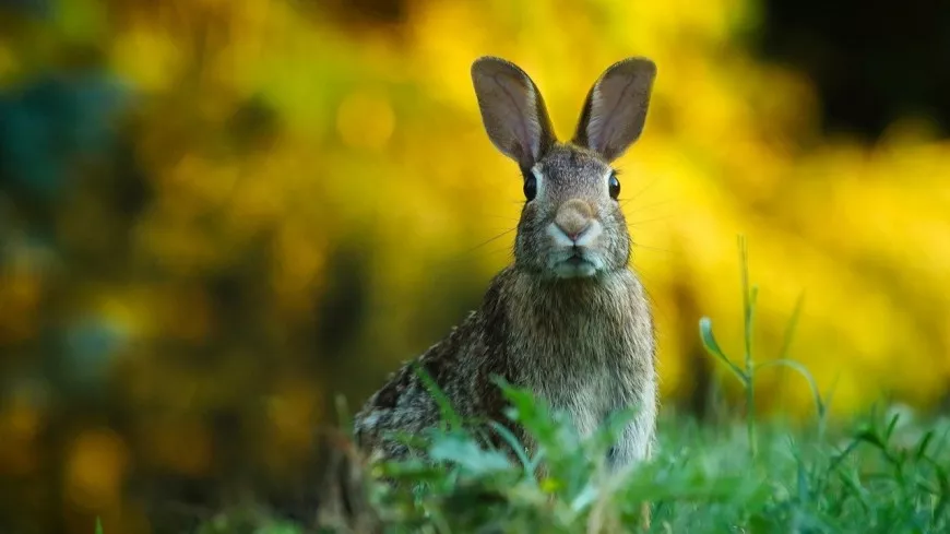 Villeurbanne : une maladie contagieuse à l’origine de la mort de lapins au parc de la Feyssine