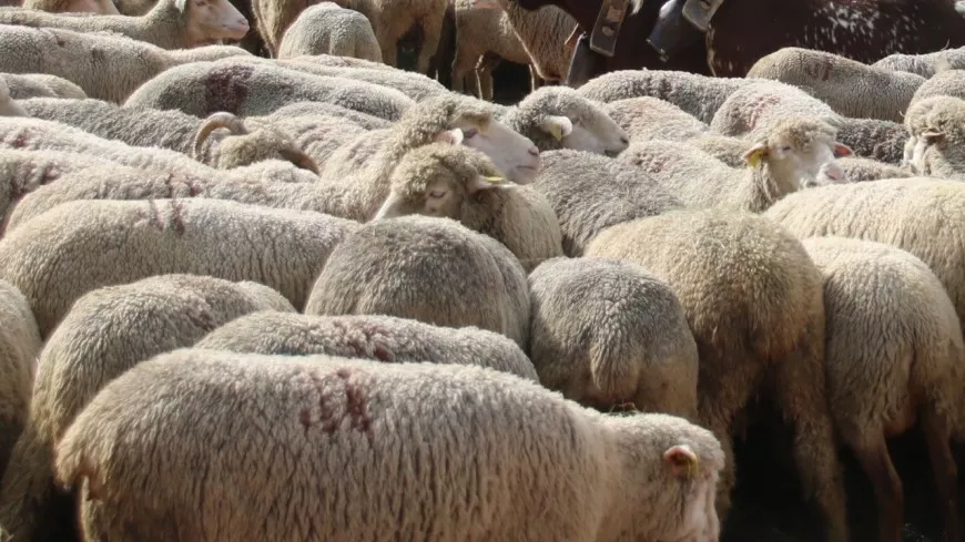 La Ville de Lyon organise une transhumance de mouton en plein centre-ville