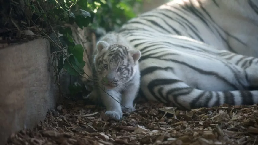 Près de Lyon : un bébé tigre meurt accidentellement à Touroparc