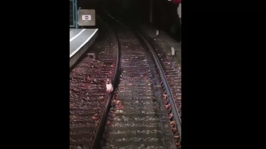 Lyon : un chat s’installe sur les rails du métro et ne veut plus bouger– VIDEO 