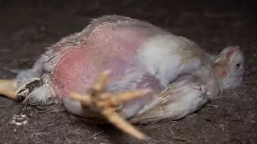 Une nouvelle vidéo de L214 sur les traitements infligés dans un élevage de poulets