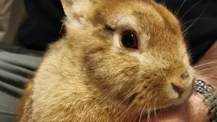 Lyon : un lapin retrouvé dans la Croix-Rousse après 10 jours d'intenses recherches